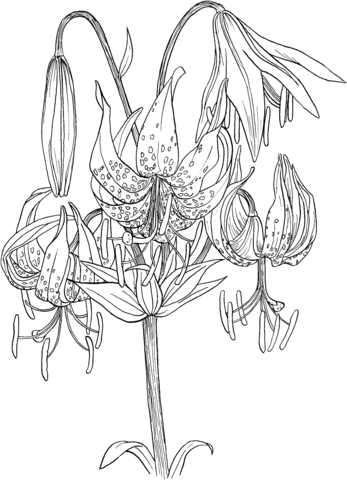 Lilium Superbum Or Turk'S Cap Lily Coloring Page